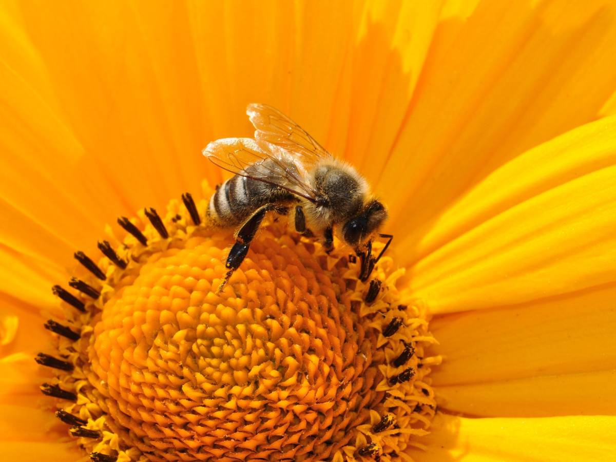 A bee on the yellow flower