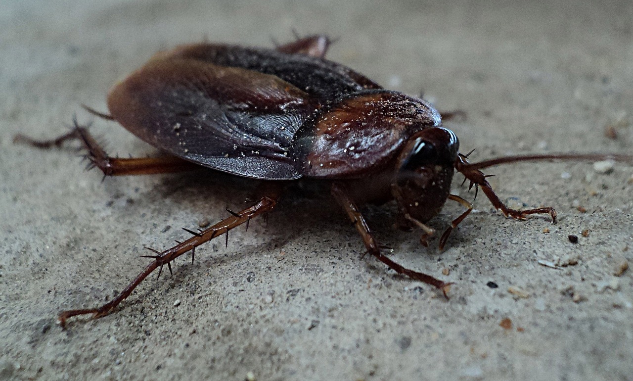 A photo of a Cockroach