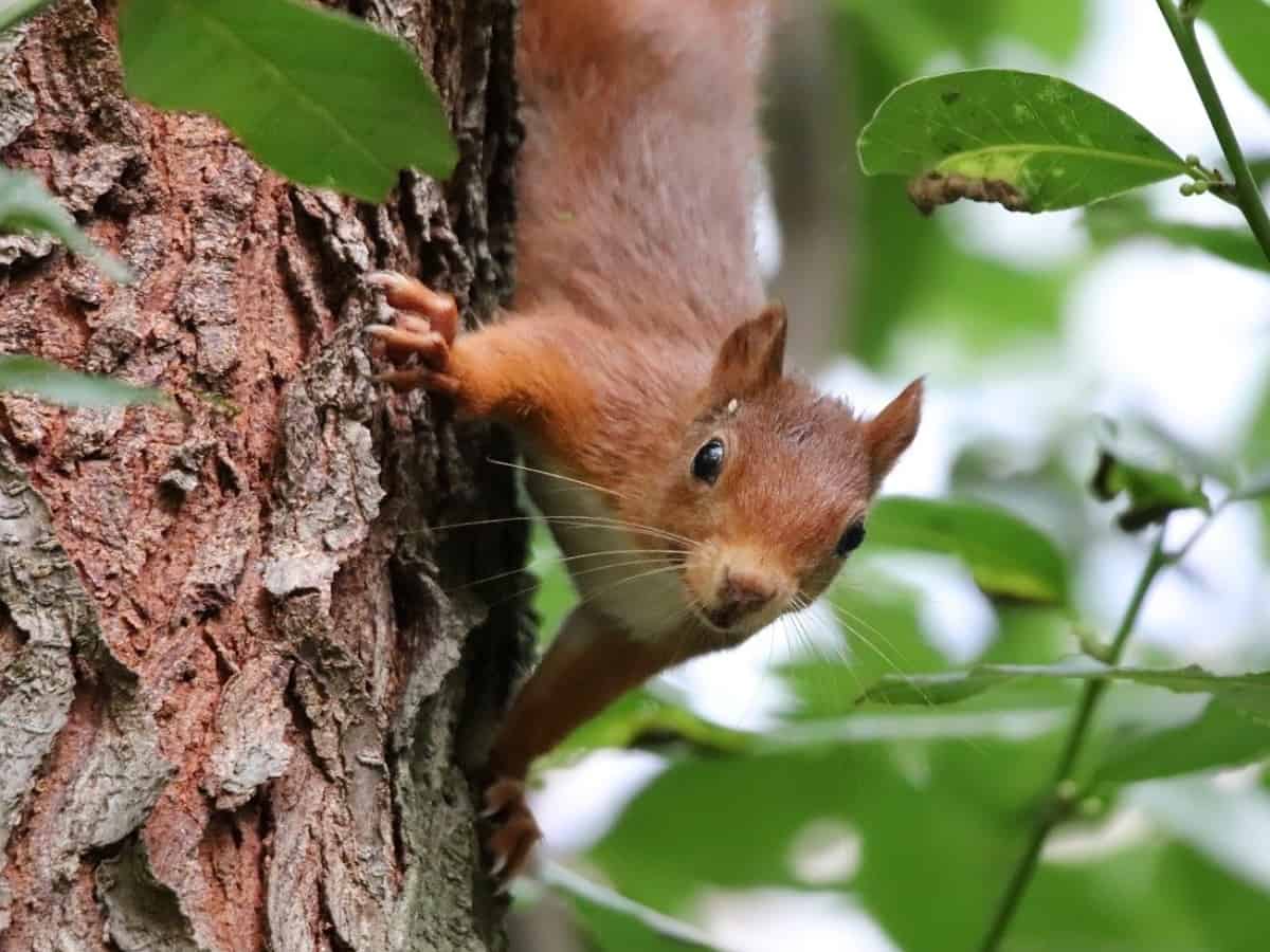 https://www.titanpestservices.com/wp-content/uploads/2023/11/Flying-Squirrel-Control.jpg