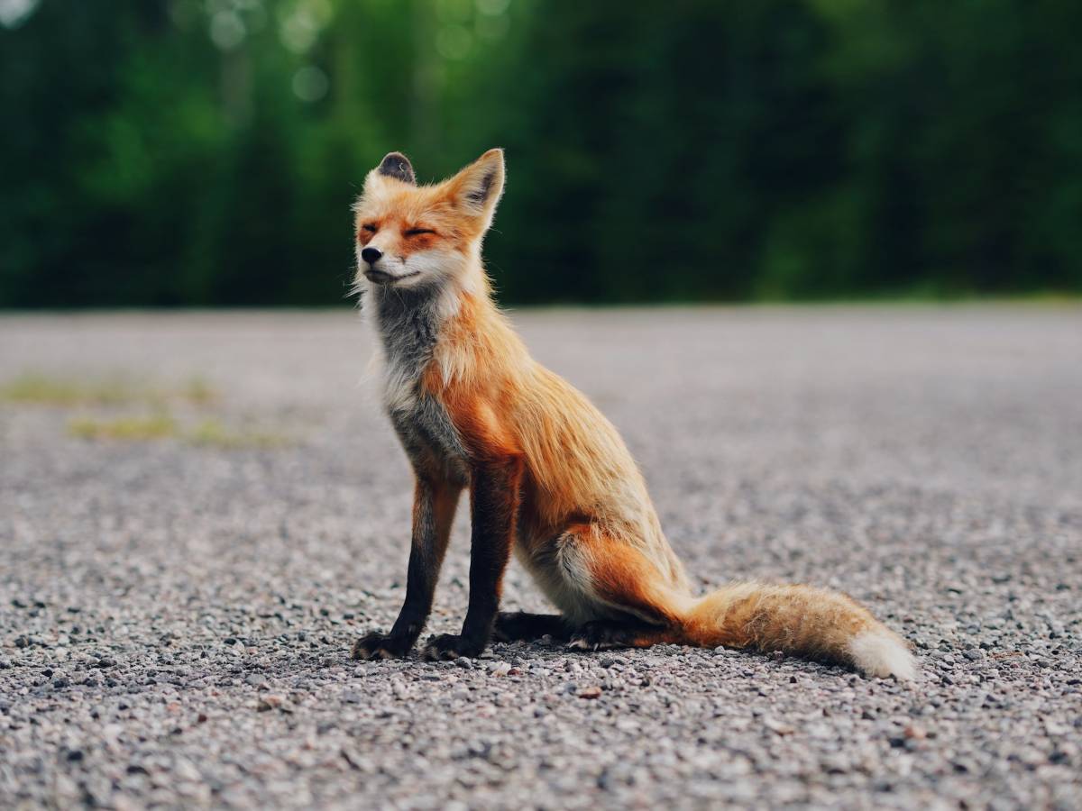 A photo of fox on the road