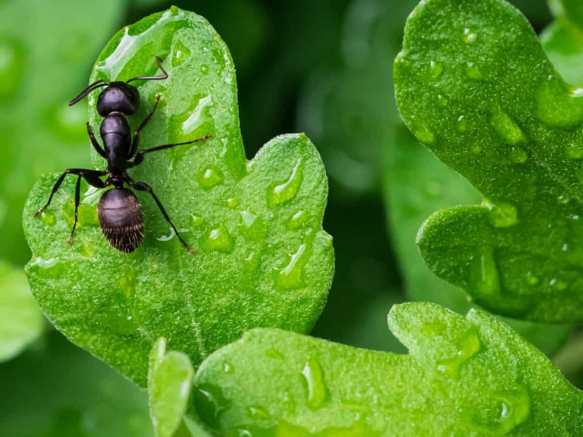 How Can You Inspect Ants