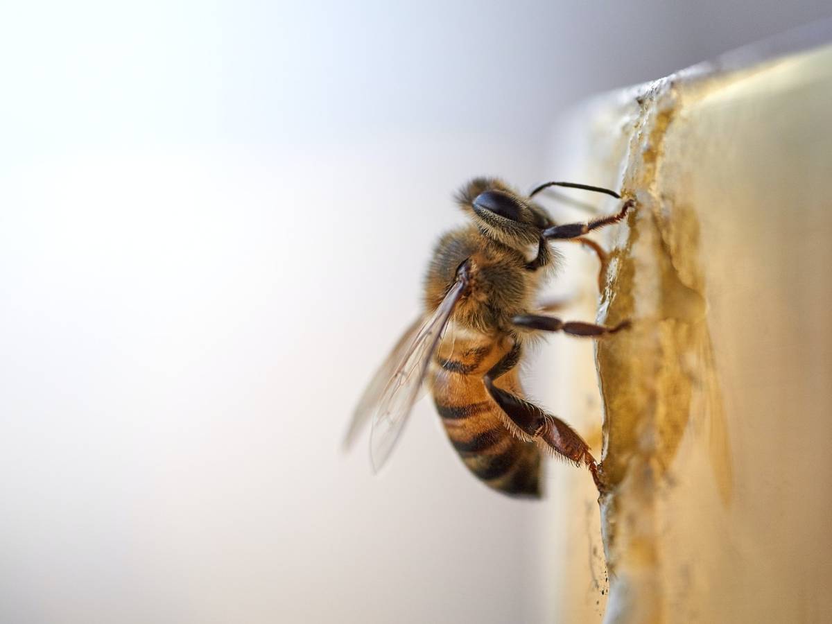 How to Determine Which Bee It Is