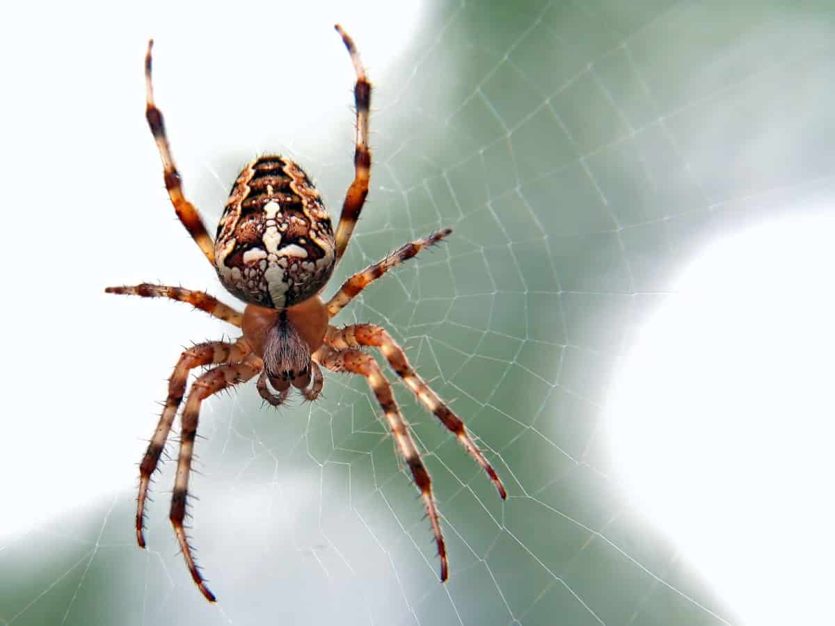 A macro shot of a spider on the net