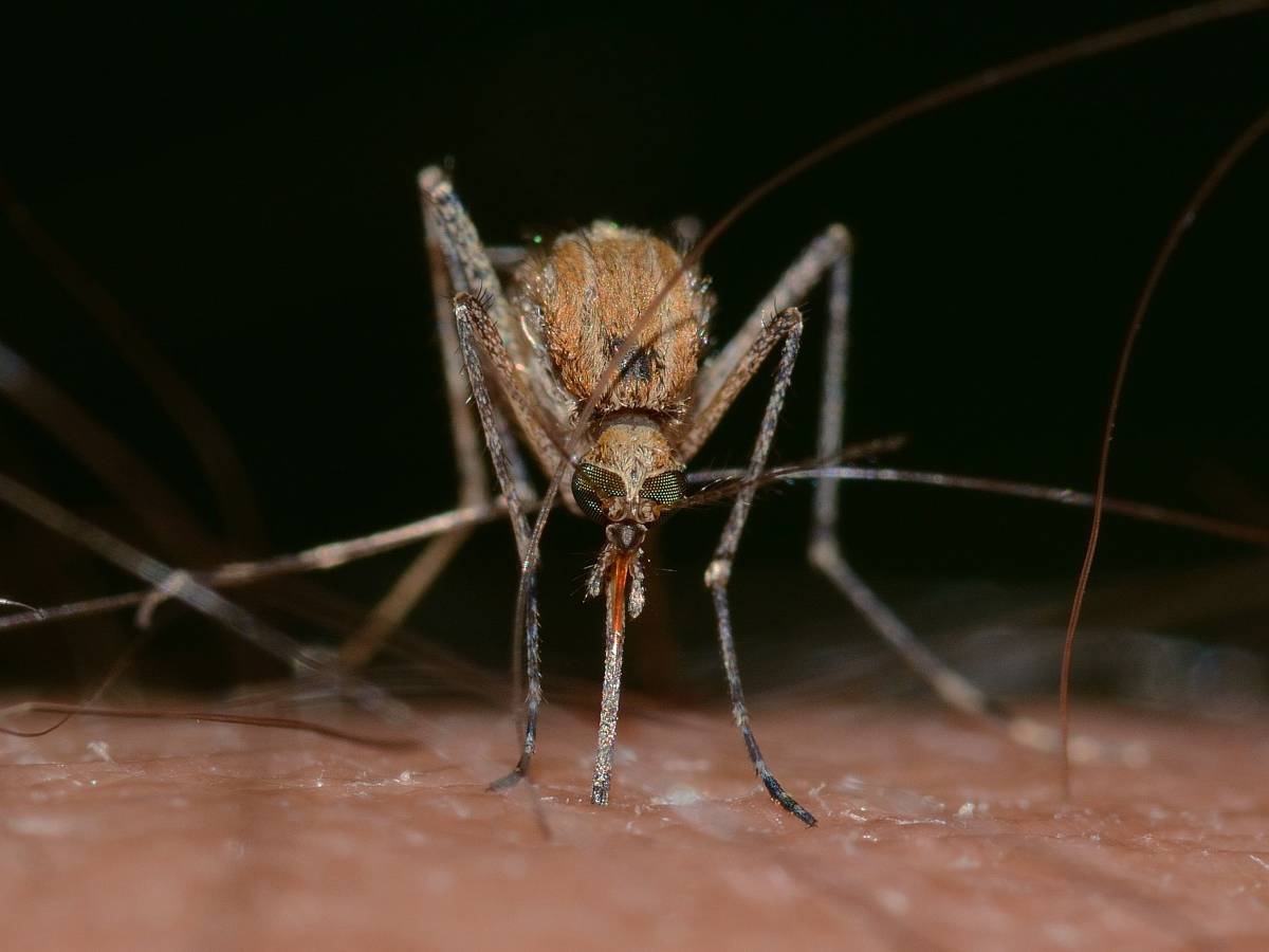 A photo of mosquito on human skin