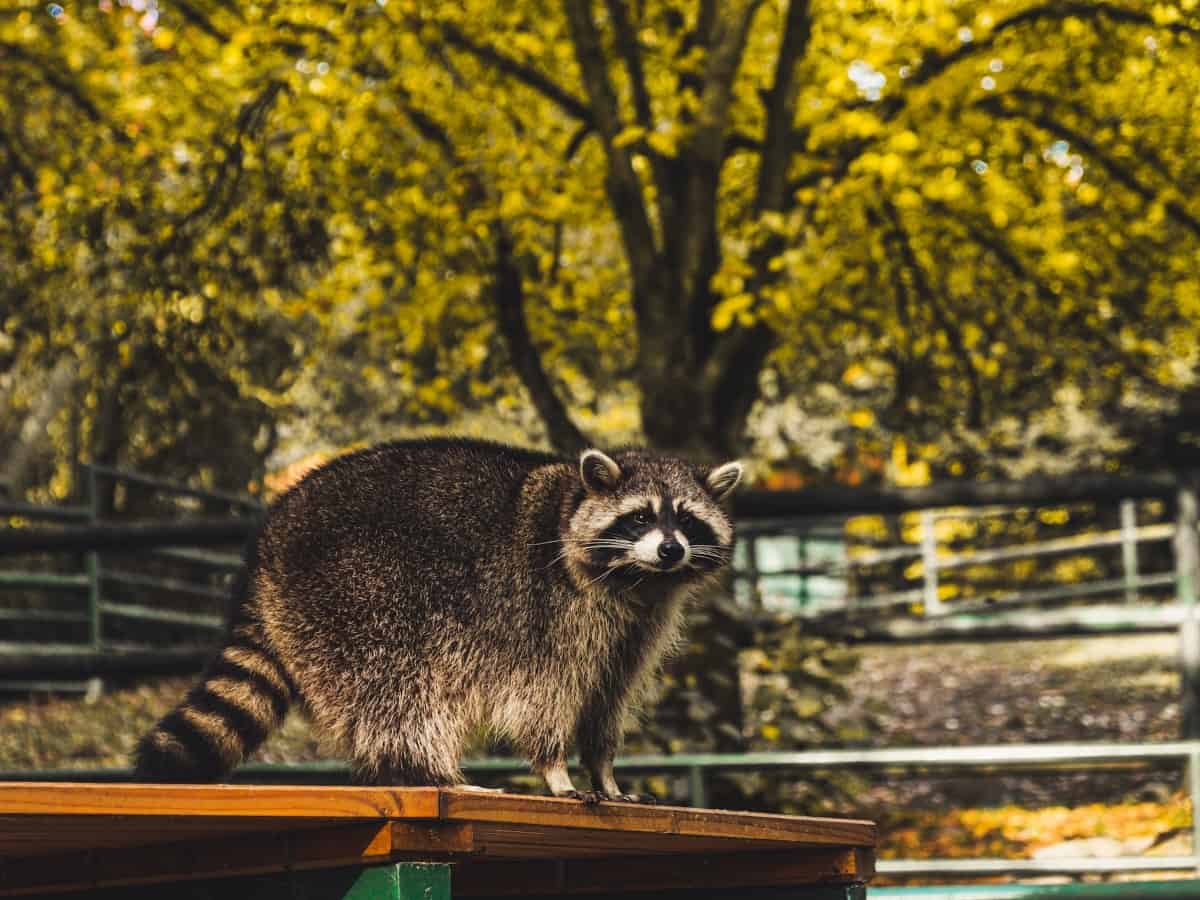 A photo of a raccoon in garden