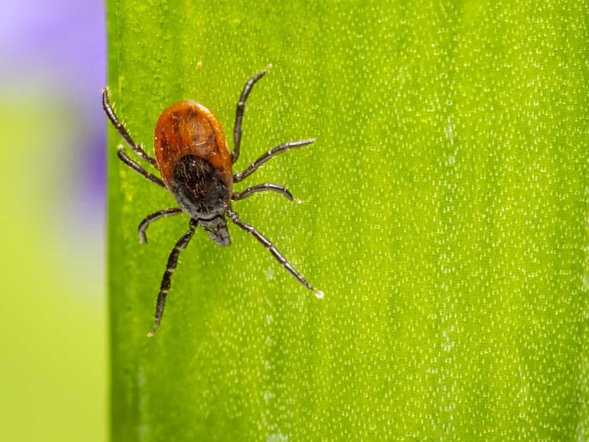 Tick on the cactus