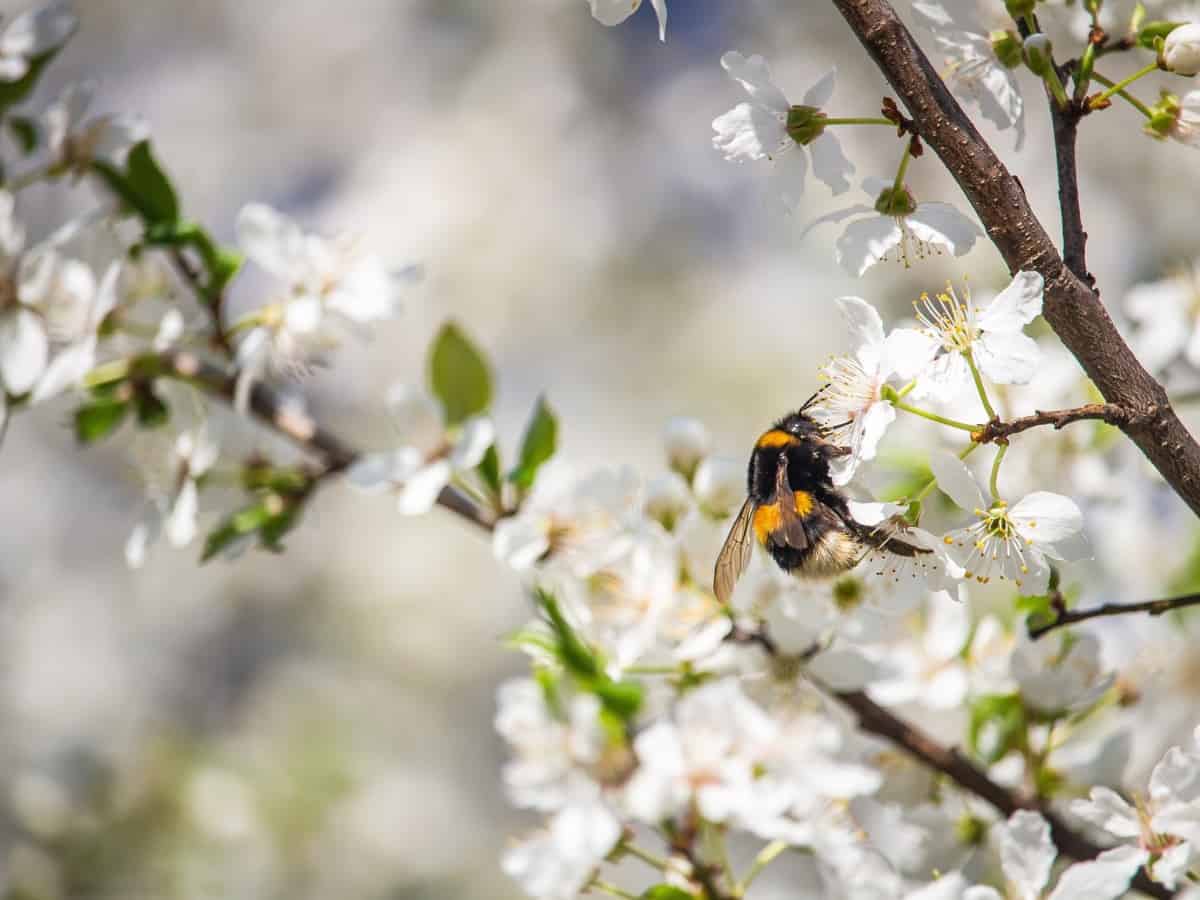 Wasp on tree bloomings