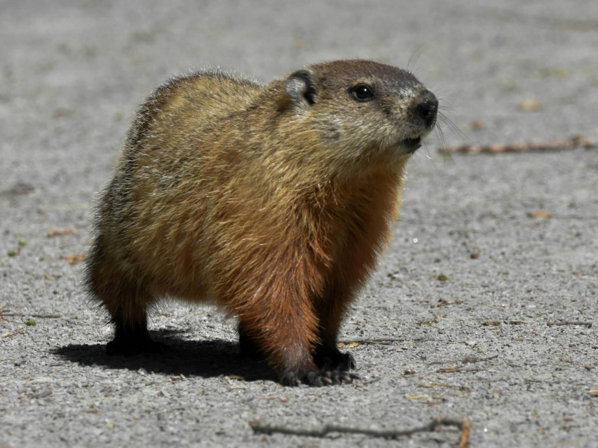 A photo of a groundhog on the ground
