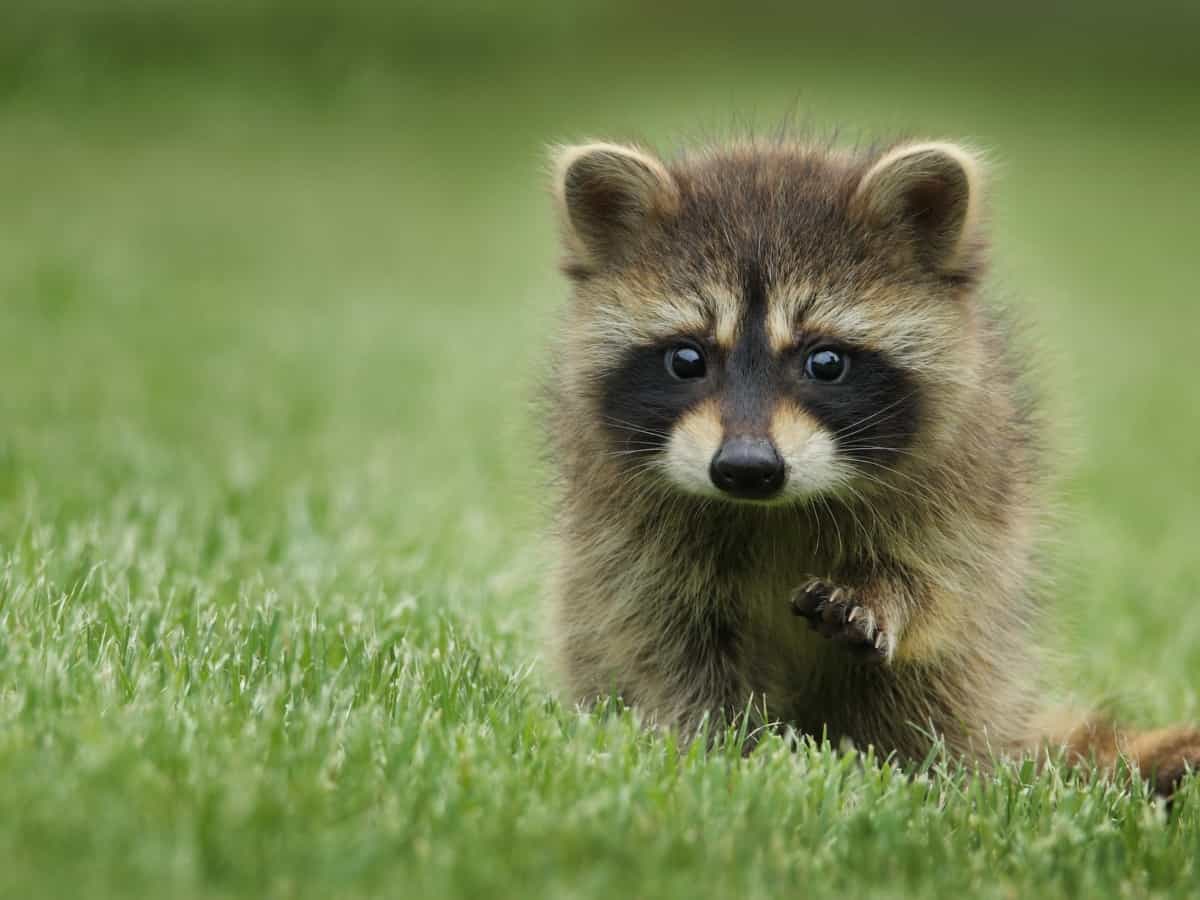 What Do Raccoons Like to Eat
