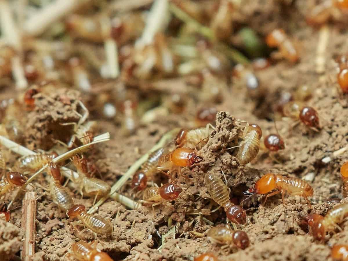 What Impact Do Termites Have on Your House and Business