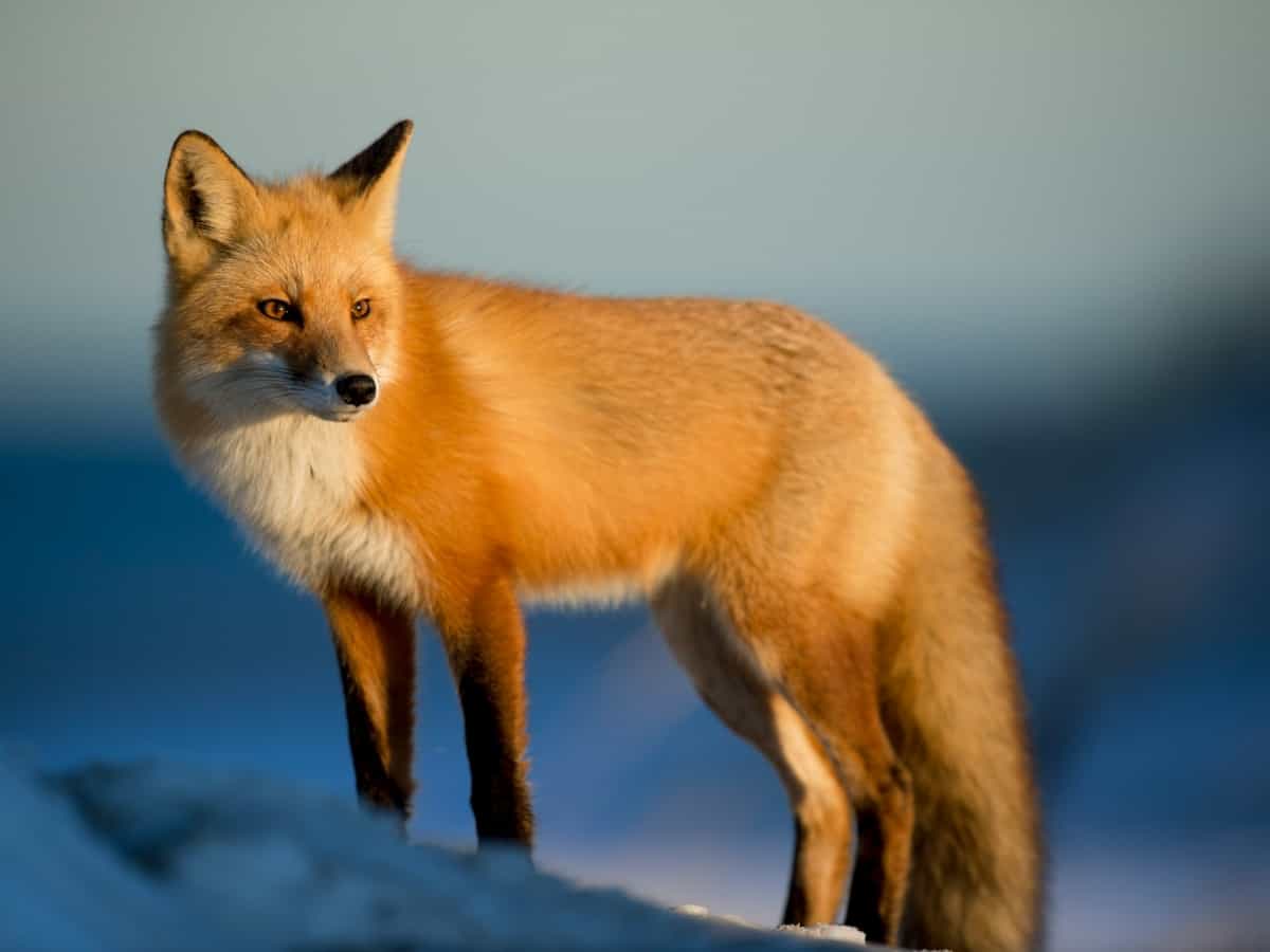 What Signals Correspond to Foxes