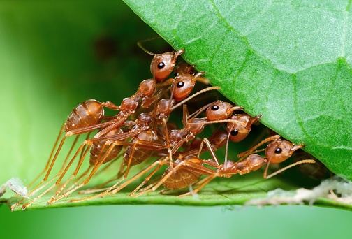 Ant Control
