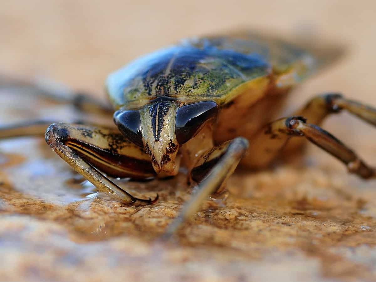 cockroach on the ground