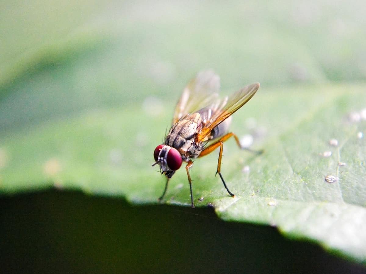 A macro shot of a fruit fly