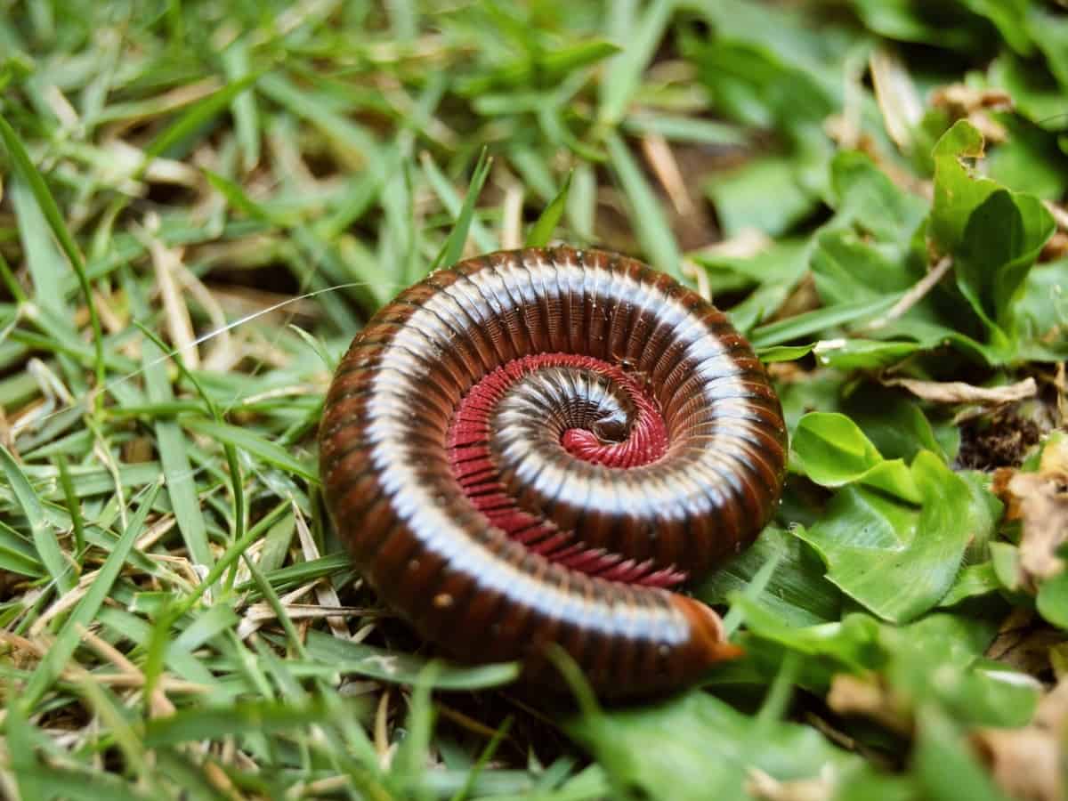 A macro shot of a millipede on the grass
