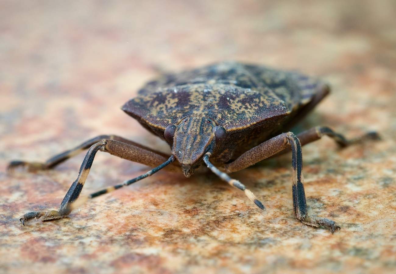 A macro shot of a stink bug