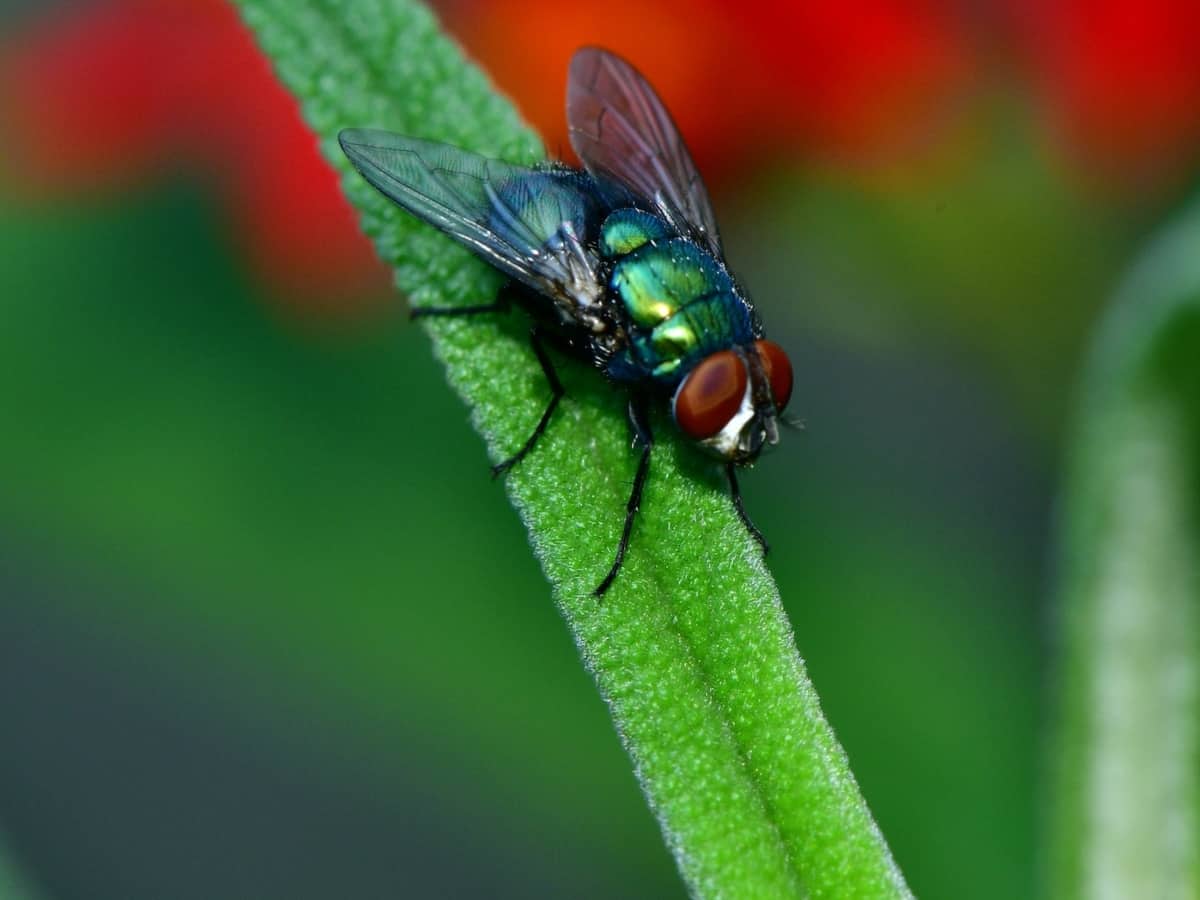 A macro shot of a fly on branch