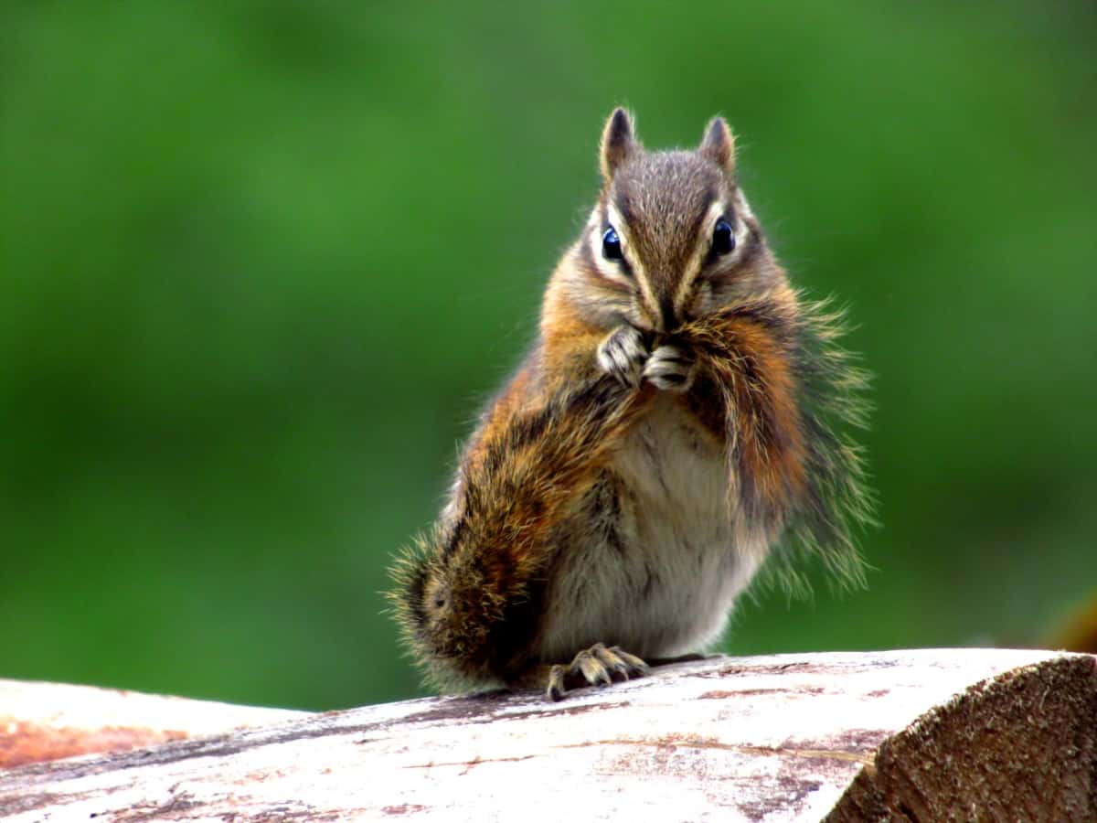 A photo of a chipmunk biting his tail