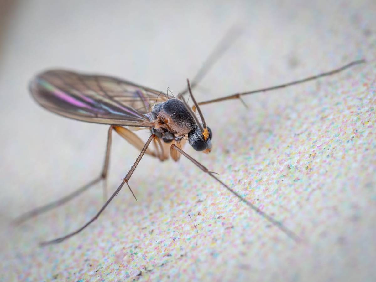 A macro shot of a gnat