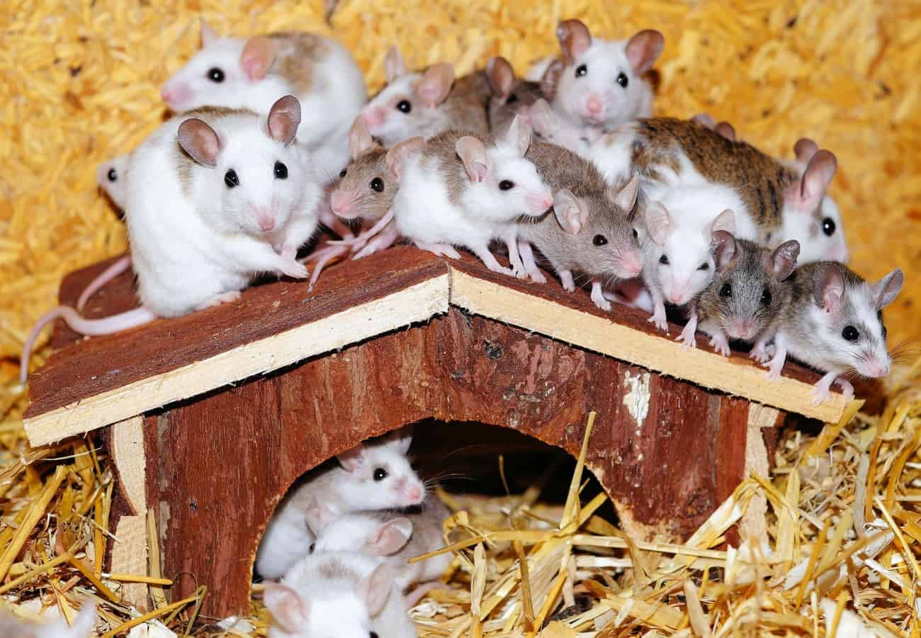 A photo of plent of mice