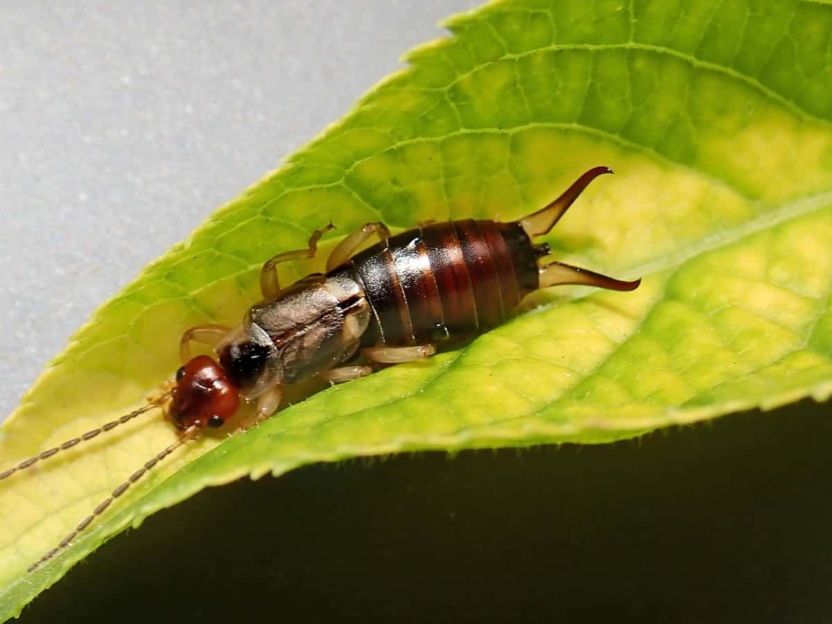 A macro shot of an insect on the leaf