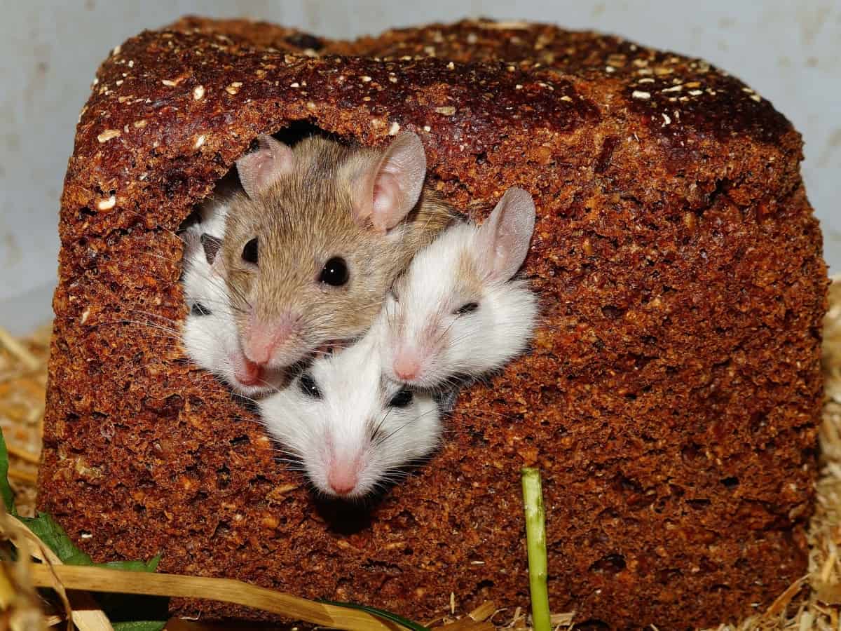 What Are Mice What Do They Look Like