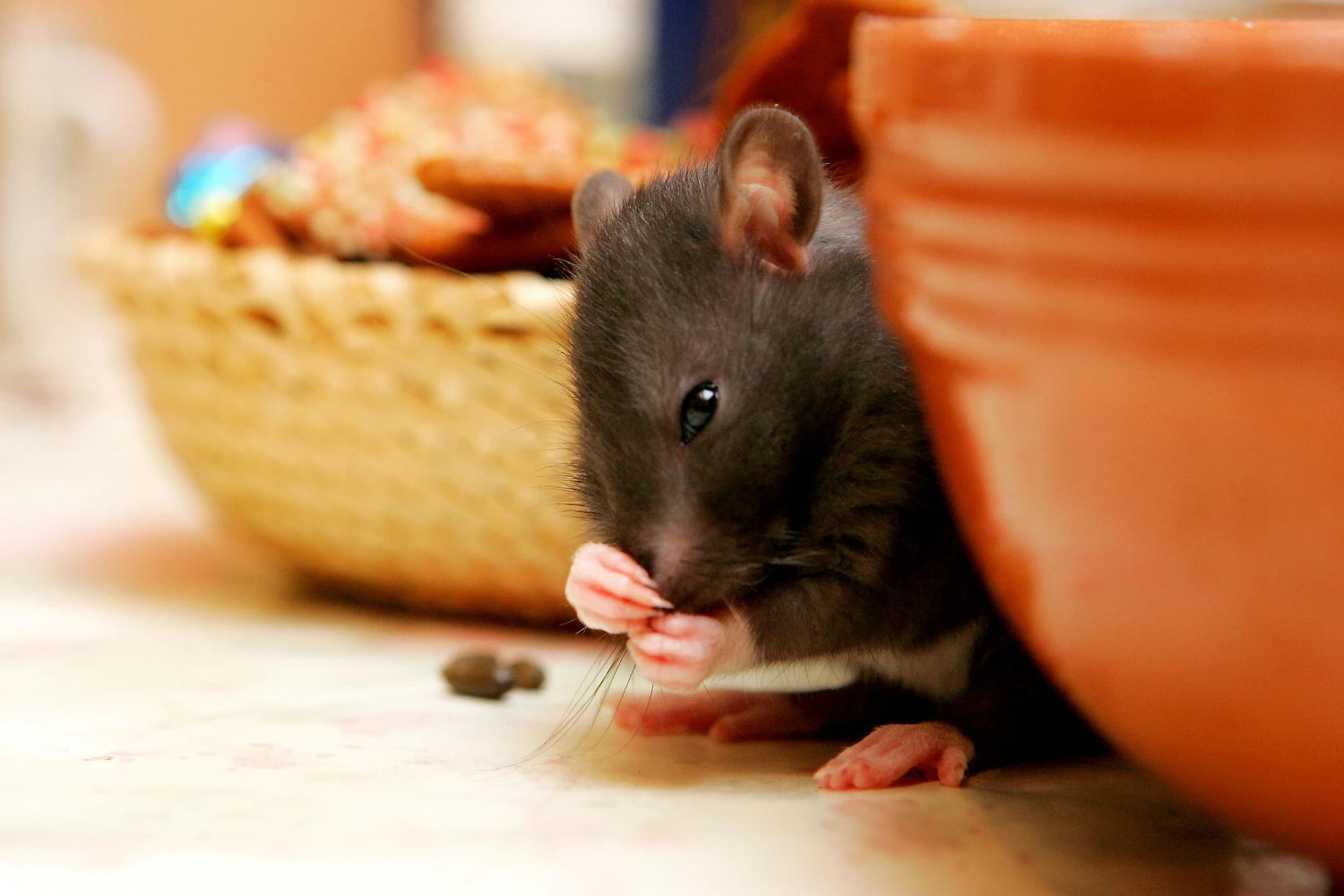 How Can You Keep Mice Out of Your House