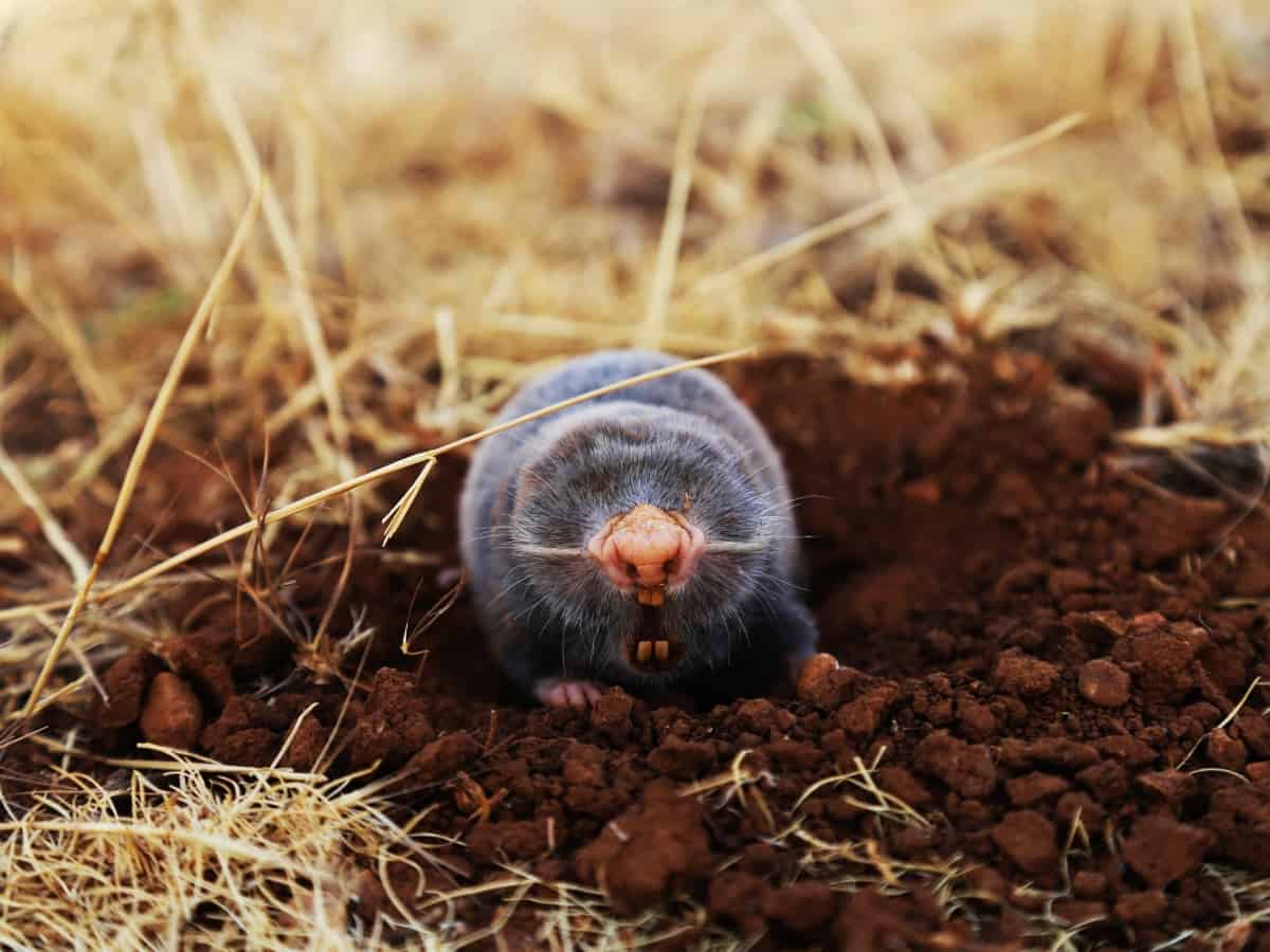 A macro shot of a mole in dirt