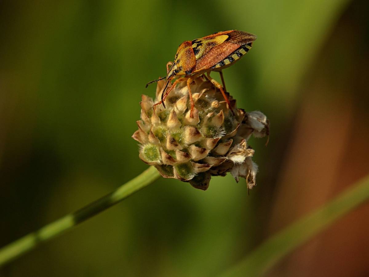 A macro shot of an insect on the branches