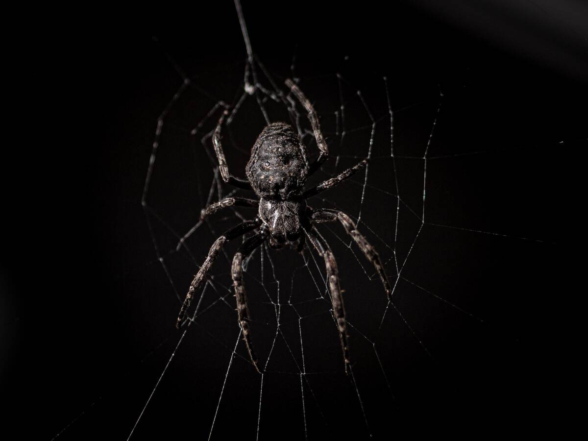 A macro shot of a spider