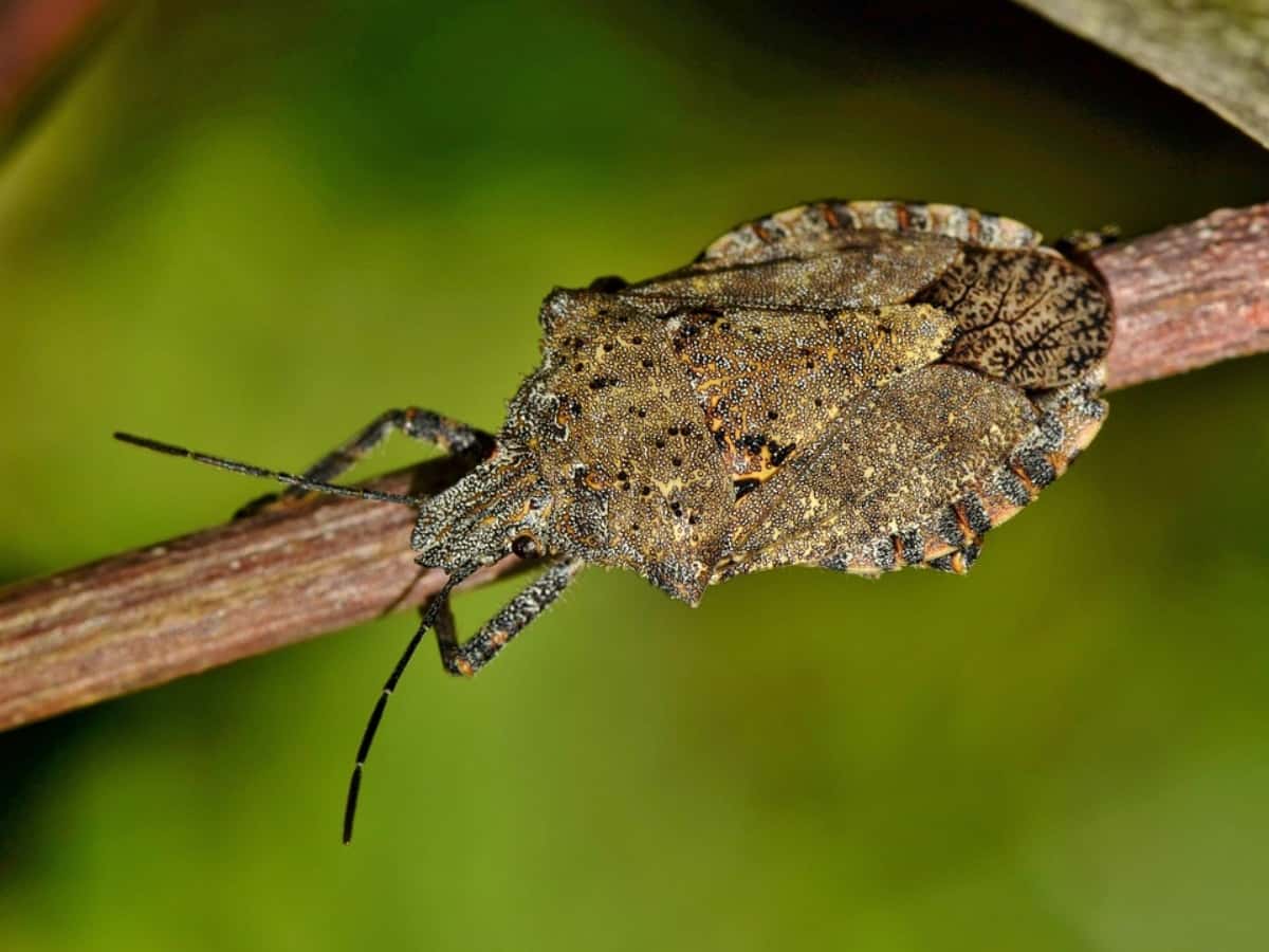 A macro shot of an insect
