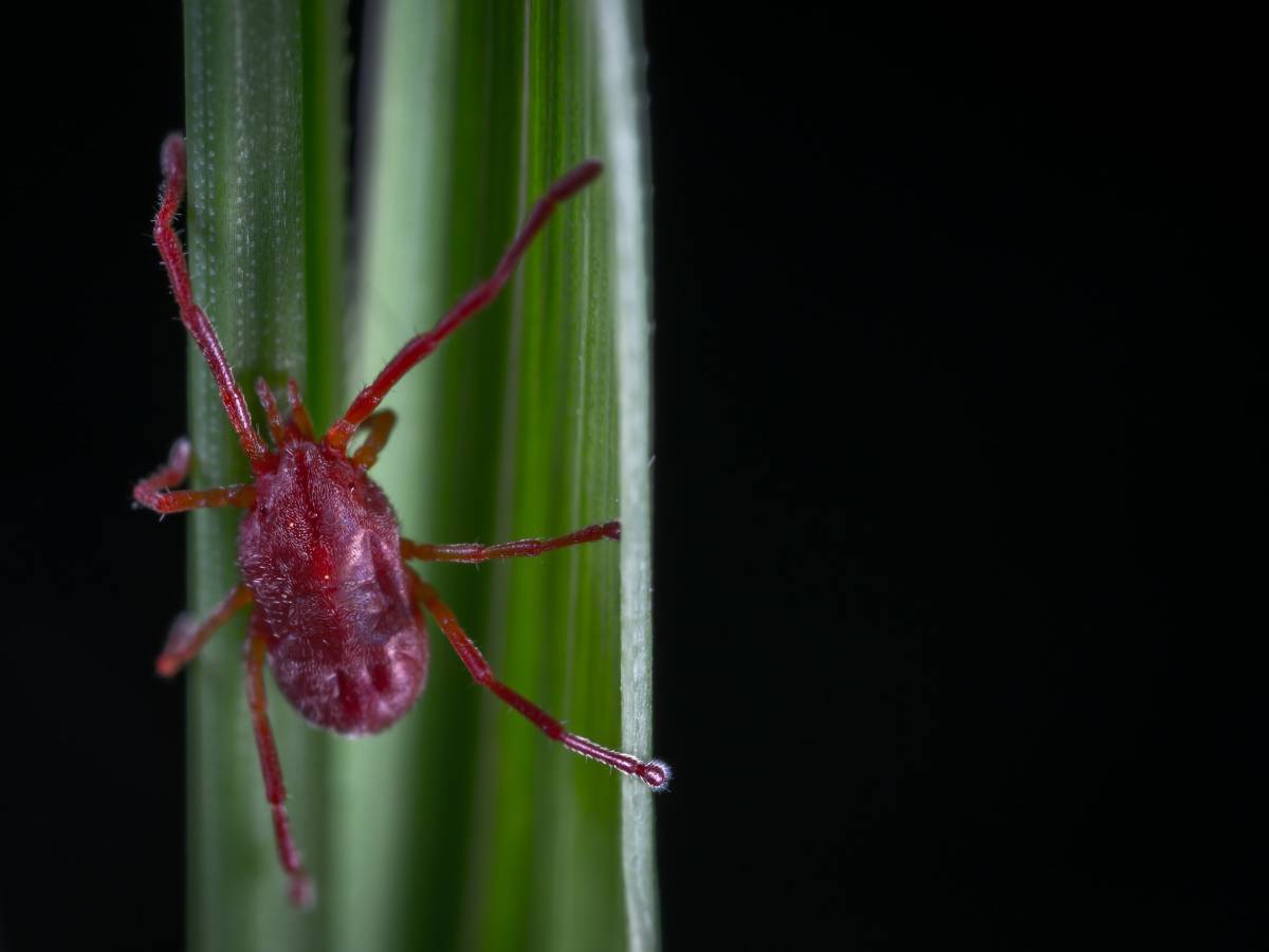 A macro shot of an insect