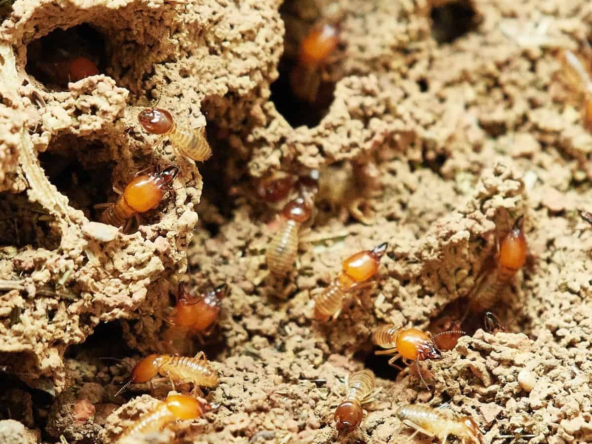 A macro shot of termites