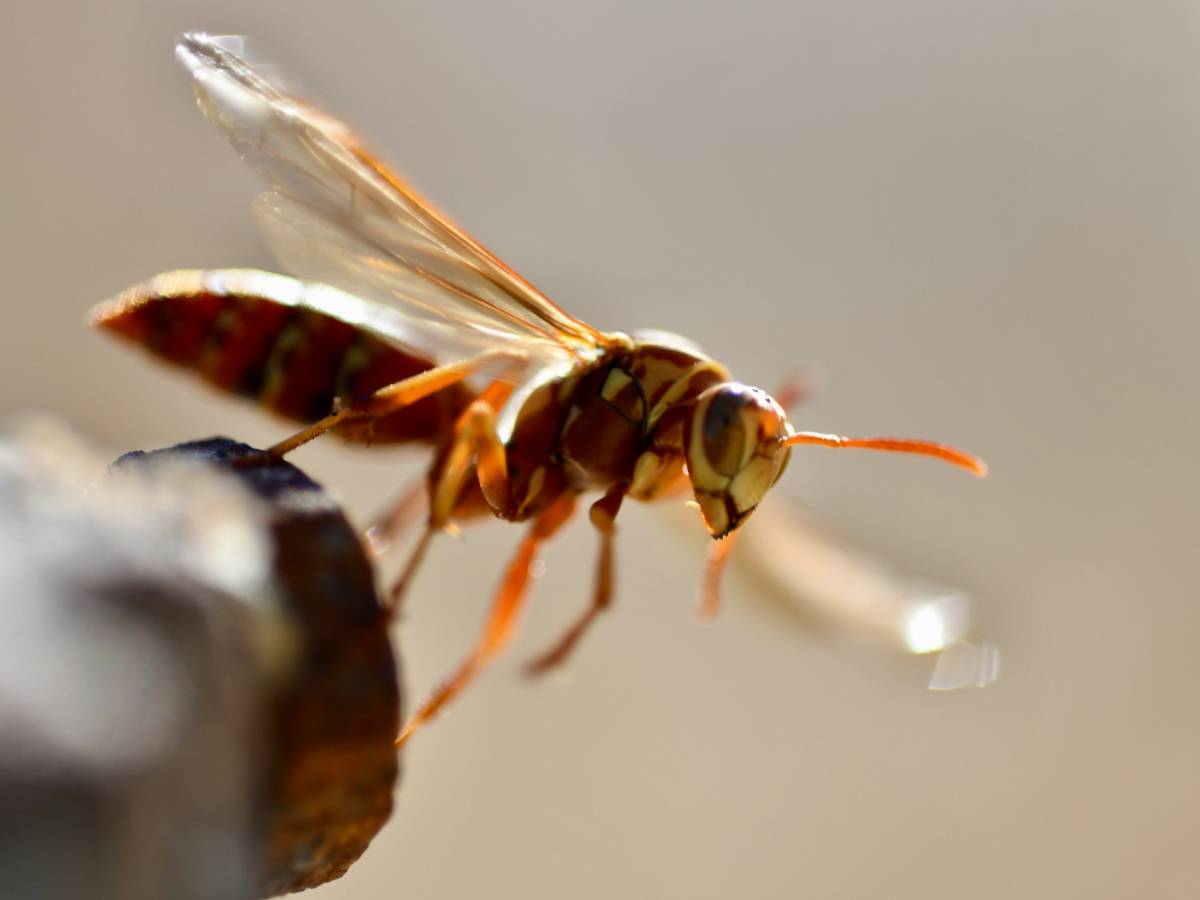 A macro shot of a wil bee