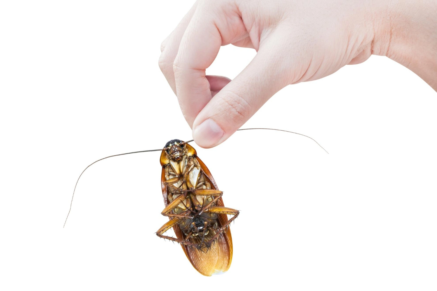 Someone holds a roaches