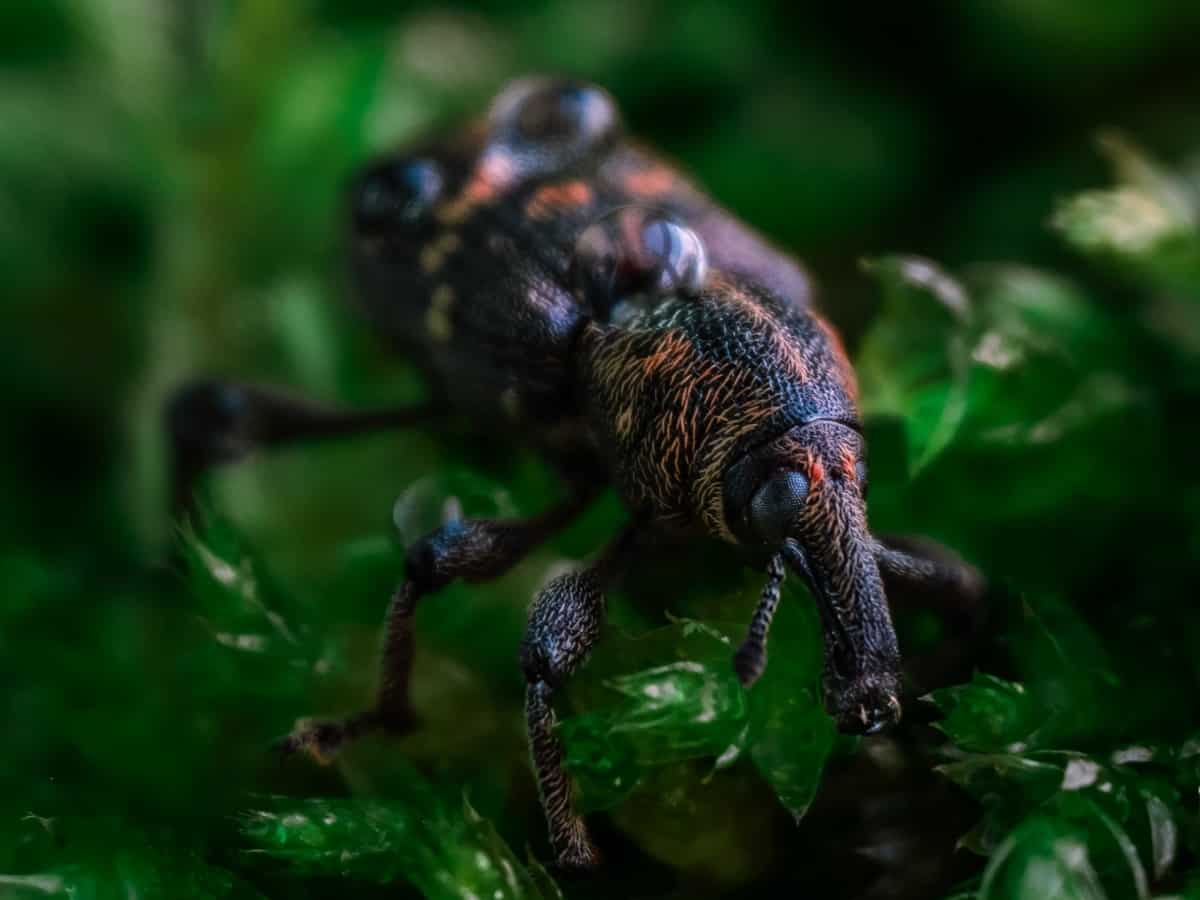 How Long After Pest Control Can I Go Inside? Titan Pest Services
