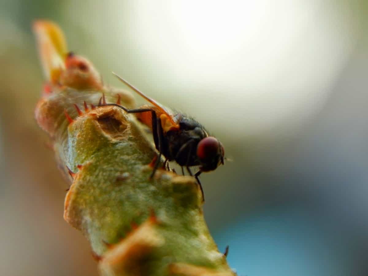 A macro shot of a fly
