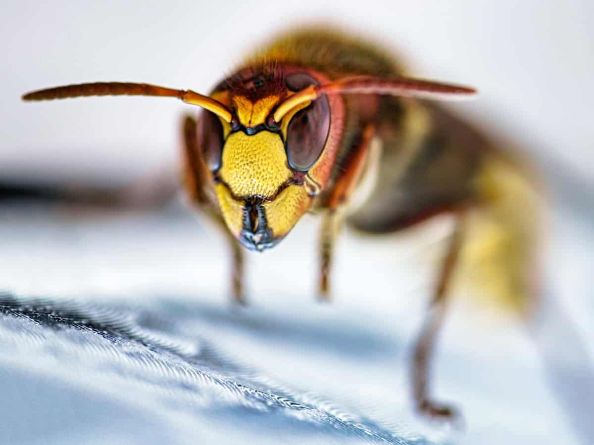 What Not to Do After Pest Control Sprays
