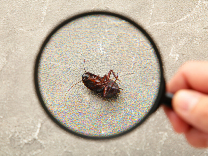 Monitoring pest
