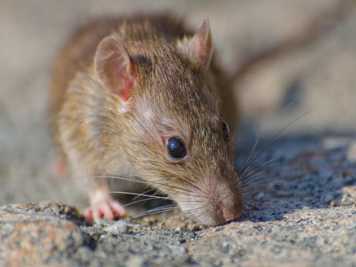 Rodent photo