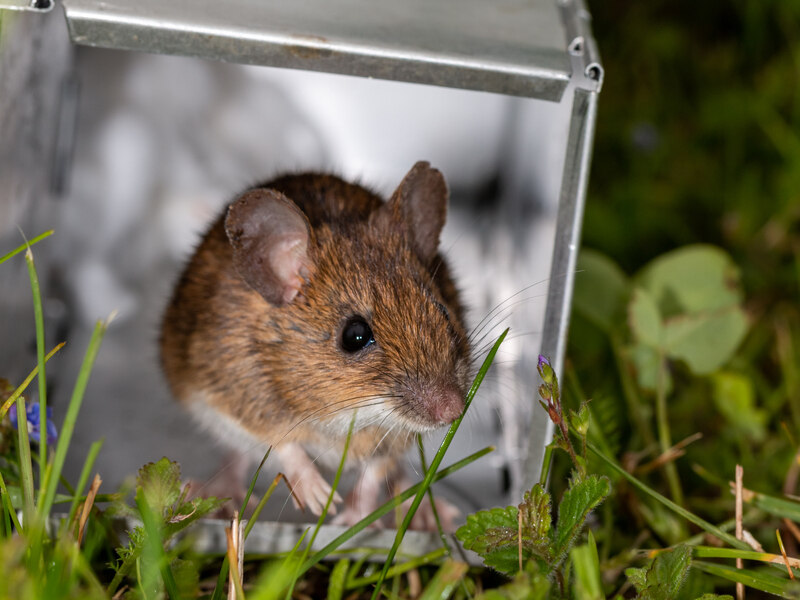 Common Signs of a Rodent Infestation 2 Which Smells Repels Rodents?