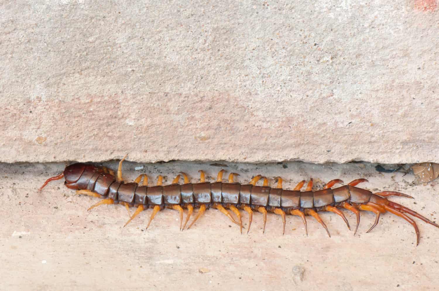 Signs of House Centipede Infestation 2 House Centipede behavior
