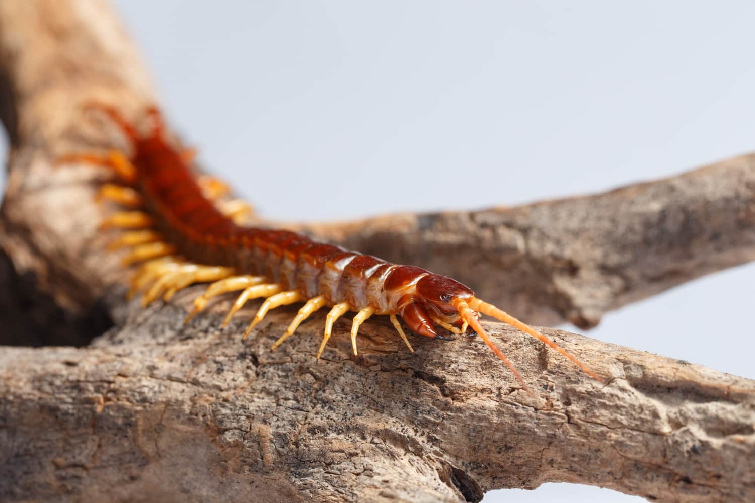 Blog 5 Centipede on the tree branch