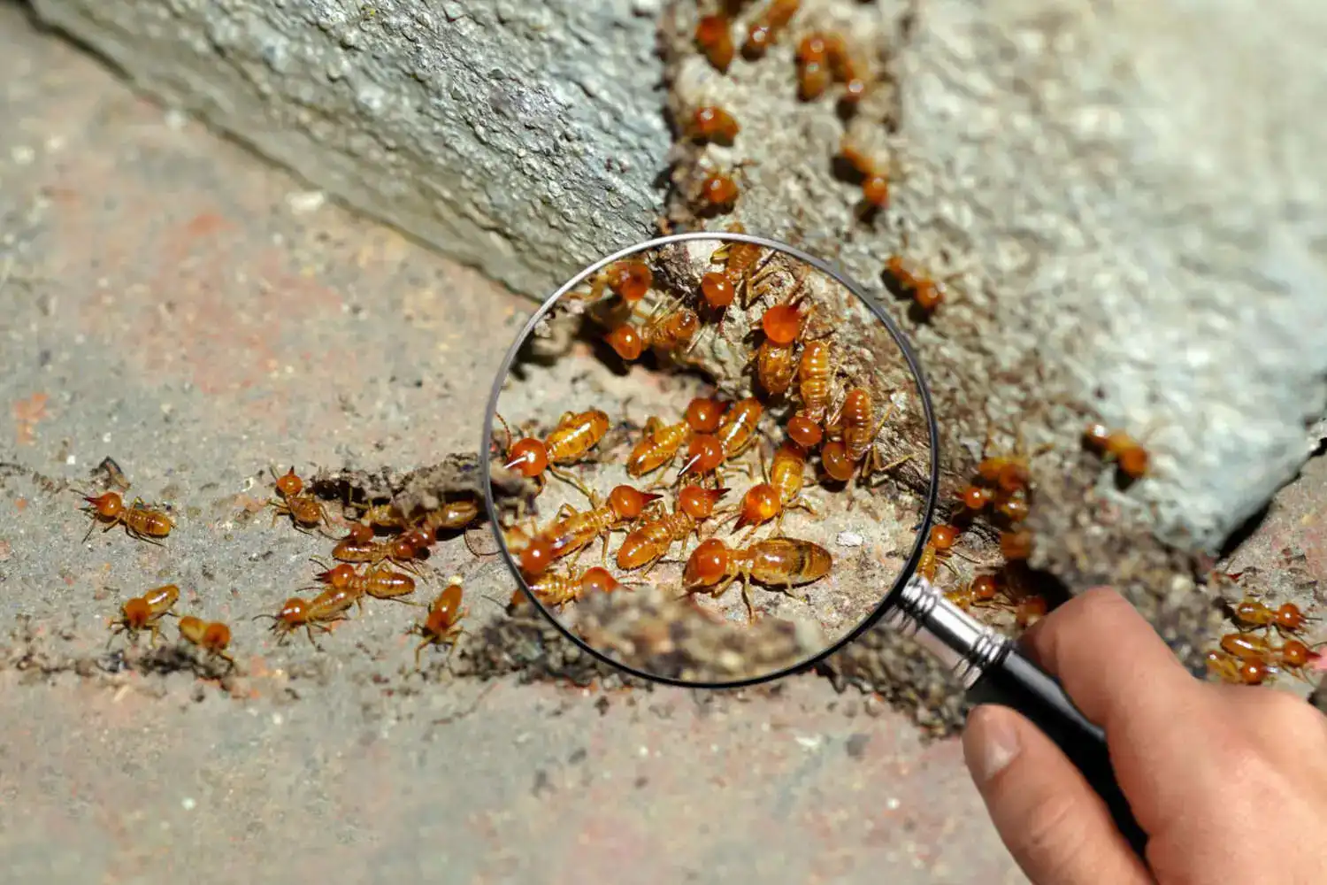 Termite Inspection & Protection in Bergen County: Costs, Warning Signs, and Next Steps