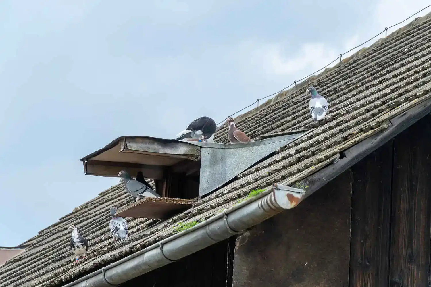 A group of pigeons gather on the tiled roof of a rustic structure. The birds are various shades of gray, brown, black and white.