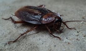 A photo of a Cockroach