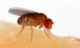 insect on human skin