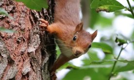 A photo of a flying squirrel on the tree