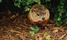 a photo of groundhog in nature