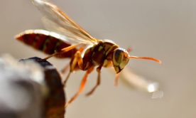 A macro shot of a hornet